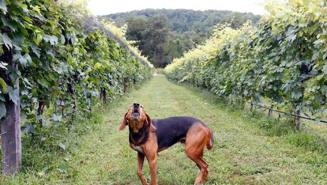 Howling dog