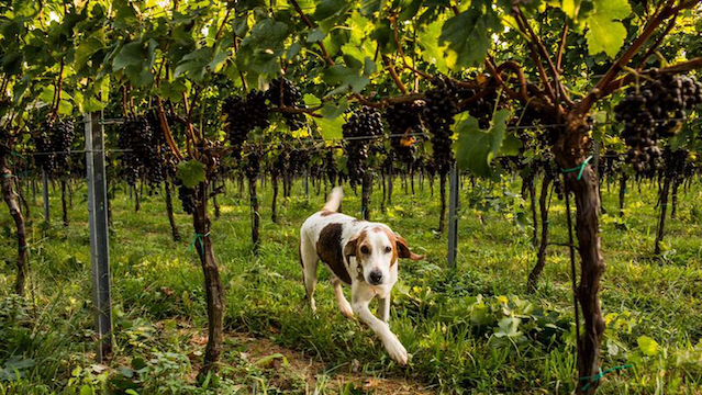 running dog