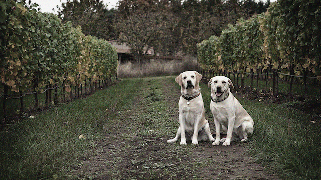 Two dogs